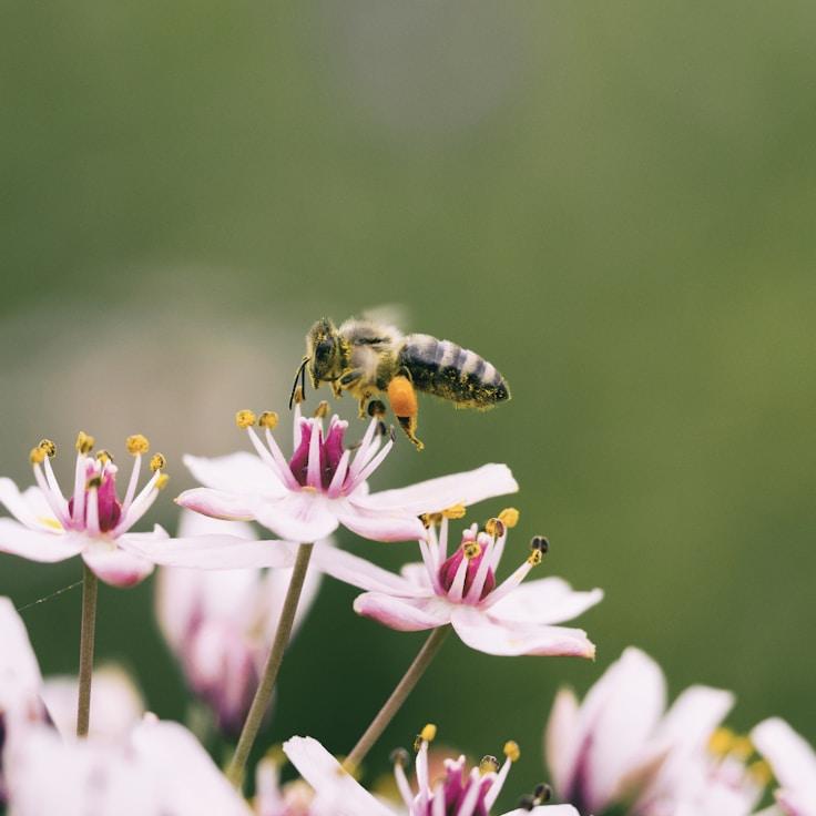 Conservation zones overview